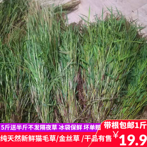 90茉皇旗舰店天猫猫爪草车前草中药材野生毛抓草和新鲜干货猫瓜