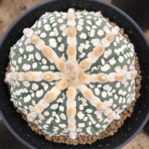 超兜浓白兜连线连心兜星兜属仙人球多肉植物