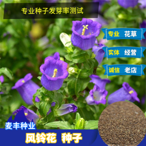观赏风铃椒种子 风铃花种子 风铃草四季种易活花卉盆栽地栽吊盆
