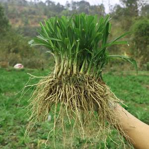贵州高原食用野韭菜山韭根大叶宽叶韭石韭菜室内外绿植好种盆栽