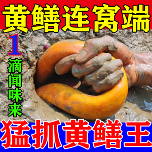 黄鳝小药鳝鱼王饵料诱饵水库鳝笼矶钓船钓溪流江河垂钓海洋渔具