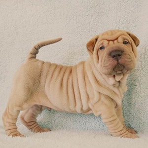 纯种沙皮犬幼犬憨厚褶皮老虎狗短毛犬活体短腿老虎嘴巴哥犬宠物狗