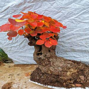 000人付款淘宝香山红叶黄栌红栌小丛林盆栽盆景丛林红栌精品难寻!