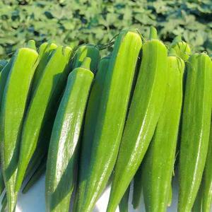 葵新鲜秋六角豆豆角50克zsm2新鲜蔬菜 饭店新鲜食材火锅菜凉羊拌