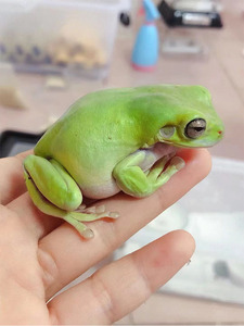 澳洲印尼蓝绿姥爷蛙树蛙旅行青蛙宠物小青蛙活体萌宠异宠网红蛙