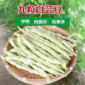 四季豆架豆种子超级九粒白芸豆扁豆角种籽春季秋季四季播蔬菜种孑