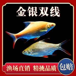 观赏鱼金凤鱼银凤鱼活体泰国鲫双线侧鱼活体金银元宝鱼红鳍鲫鱼