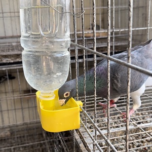 鸽子饮水盒铁笼挂钩水盒信鸽赛鸽饮水器漏水器鹦鹉八哥自动微饮器