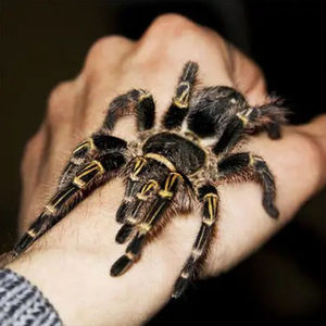 巴西巨人金直间足展4--8厘米新手无毒幼体活体宠物蜘蛛温顺爬宠