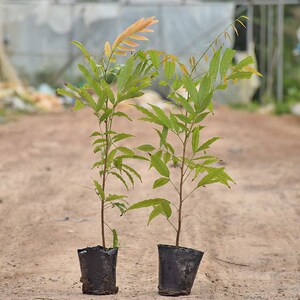 泰国红毛丹树苗毛荔枝毛龙眼果树苗南方种植北方种植当年结果