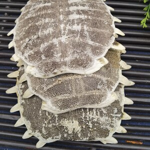 中药材鳖甲干货100克包邮生鳖甲 鳖甲壳 甲鱼壳 鳖盖子大个可打粉