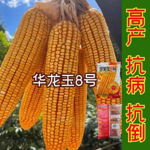 tb2218124058淘宝安玉3号杂交玉米种子高产抗病硬粒型棒大云南贵州