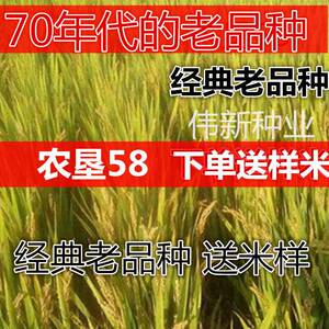 水稻种子农垦58稻谷种籽自留种经典老品种优质香米种子抗倒现货