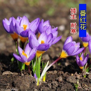 户外耐寒花种子四季种易活花苗番红花多年生花苗矮生宿根庭院花卉