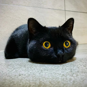 纯黑英短孟买猫千岁岁黑煤球招财猫网红猫矮脚英国短毛猫活体幼崽