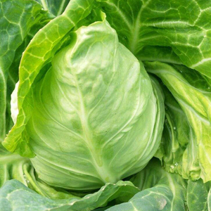 白菜卷心菜湖北农家牛心包菜新鲜莲裹心莲花白手撕尖尖绿鸡心甘蓝