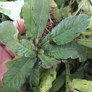 地胆草天然红花地胆头新鲜苦地胆草现采牛吃埔地斩头500g包邮煲汤