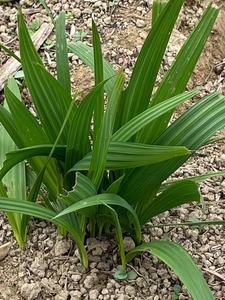 98dudongquan2008淘宝广西红葱头中草药血葱小红葱珠葱 小红蒜红根