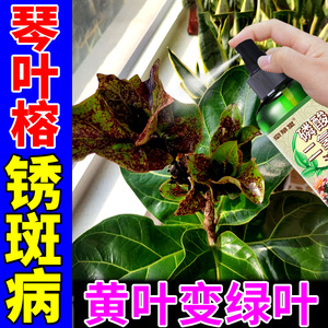 琴叶榕肥料橡皮树营养液叶子长锈斑病药磷酸二氢钾花卉专用叶面肥