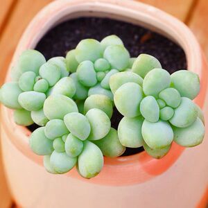 美人泪多肉植物