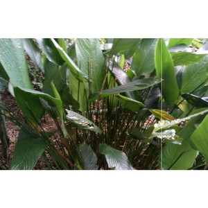 大粽叶苗包邮 新鲜粽叶苗 大冬叶苗 花草树木苗 端午粽叶 粽子苗