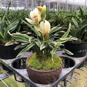 网红5苗连体 玉芙蓉金边矮种兰花苗浓香型室内办公室花卉绿植盆栽