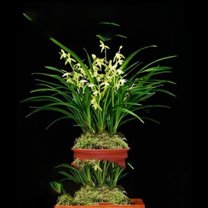 网红建兰系列兰花高级高端盆栽大盆客厅十大名贵品种大全带花苞浓