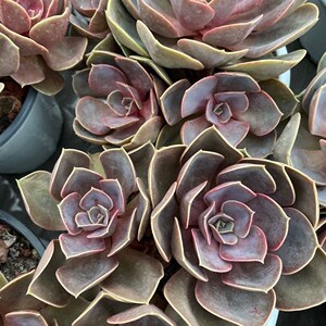 群生多头整桩欧版紫珍珠