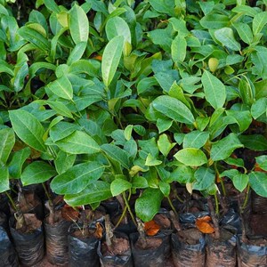 正宗海南榴莲蜜嫁接苗湿包菠萝蜜苗南方水果树苗带泥带叶子
