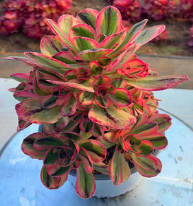 多肉植物法师锦青花瓷欧佳丽美杜莎粉女巫大手捧花法师锦缀化基地