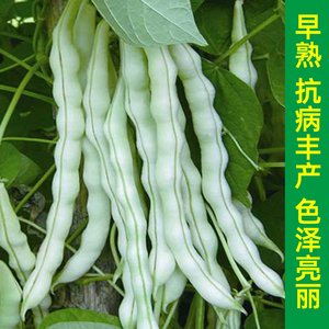 九粒白芸豆种子春秋豆摘不败白不老豆角种籽高产老来少豇豆种子孑