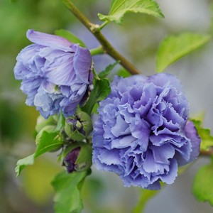 紫玉木槿 中苗中苗日本重瓣蓝莓冰沙阳台庭院花卉盆栽树苗大花