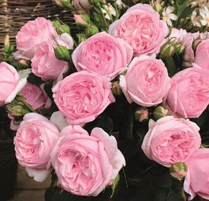 航行/远行中苗 扦插四季勤花灌木切花粉色大花月季花苗盆栽耐热