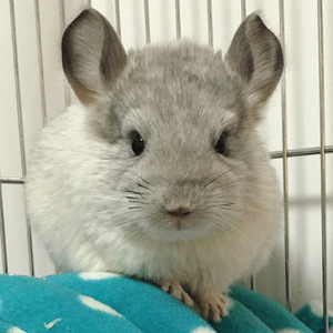 龙猫活物送笼子活体幼崽送笼活公仔带笼北京已打疫苗宠物卷毛长毛