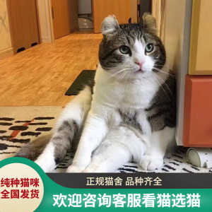 美国卷耳猫幼猫短毛半长毛反耳猫曼基康起司矮脚美短猫