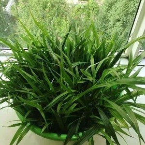 吉祥草观音草紫衣草水仙草水养土养盆栽四季常青耐寒过冬室内摆放