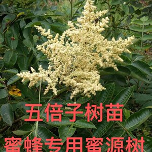 蜜蜂蜜源树盐肤木 五倍子树苗 五倍子苗出售 便宜树苗