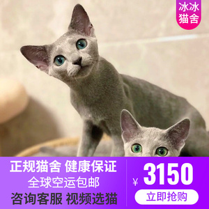 俄罗斯蓝猫纯种幼猫