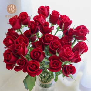如意顺丰包邮玫昂红玫瑰花鲜切花长花期花瓶插花山东鲜花基地批发