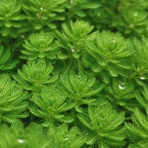 粉绿狐尾藻小龙虾蟹养殖水培植物盆栽鱼缸水草淡水乌龟鱼缸造景