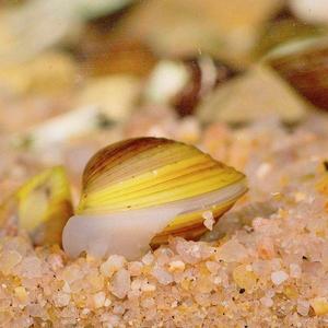 河蚬溪蚬黄金蚬净水神除绿水鱼缸鱼池杂质现捞淡水贝类