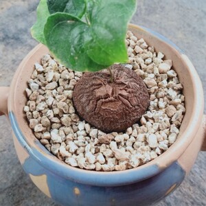 龟甲龙龟甲龙植物龟甲龙一物一拍龟甲龙爬藤藤蔓花种魅力多肉绿植