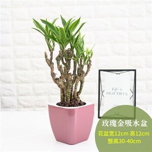 美人桩巴西木巴西铁盆景办公室内净化空气植物造型独特绿植盆栽