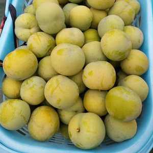 【顺丰空运】正宗贵州安顺六马蜂糖李子特大果甜脆新鲜水果5斤装3