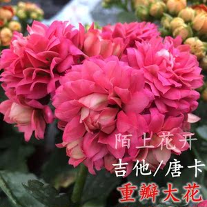 大朵吉他唐卡重瓣大花长寿花苗盆栽花卉四季开花的花植物好养惊艳
