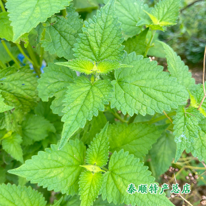 藿香 薄荷 香苏1把 新鲜白紫苏 烧溪鱼泥鳅汤螺丝田螺 泰顺特产总