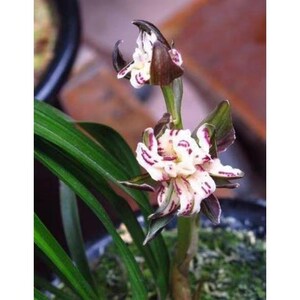 老种兰花苗春兰【金山银海】办公室内阳台浓香绿植花卉园艺
