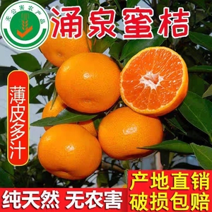 临海涌泉蜜桔8A当季水果新鲜橘子10斤整箱台州黄岩蜜橘高山