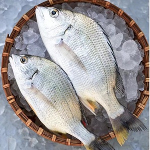 3斤黄翅鱼 新鲜海捕黄脚立深海鱼鲜活冷冻黄鳍鲷黄立鱼海鲜水产