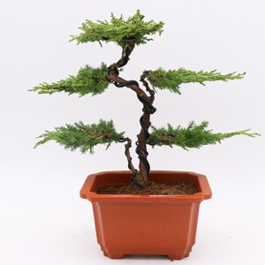 迎客松盆景真树地柏柏树盆栽盆景造型真树景观树楼顶庭院阳台